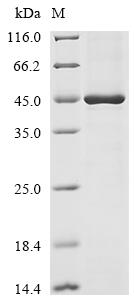 Greater than 85% as determined by SDS-PAGE.Recombinant Human Protein Flightless-1 Homolog (FLII) Protein (His&Myc)
