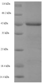 Greater than 90% as determined by SDS-PAGE.Recombinant Human Baculoviral Iap Repeat-Containing Protein 1 (NAIP) Protein (His-SUMO)