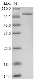 Greater than 90% as determined by SDS-PAGE.