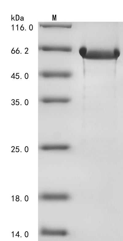 Greater than 85% as determined by SDS-PAGE.
