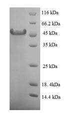 Greater than 90% as determined by SDS-PAGE.