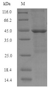 Greater than 90% as determined by SDS-PAGE.Recombinant Human Hyaluronan-Binding Protein 2 (HABP2) Protein (His-SUMO)