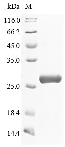 Greater than 90% as determined by SDS-PAGE.Recombinant Human Membrane-Bound Transcription Factor Site-1 Protease (MBTPS1) Protein (His)