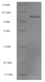 Greater than 90% as determined by SDS-PAGE.