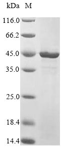 Greater than 90% as determined by SDS-PAGE.Recombinant Human Transcriptional Enhancer Factor Tef-3 (TEAD4) Protein (His)