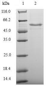 Greater than 90% as determined by SDS-PAGE.Recombinant Human Transcriptional Enhancer Factor Tef-3 (TEAD4) Protein (His-SUMO)
