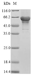 Greater than 85% as determined by SDS-PAGE.Recombinant Human Transcriptional Enhancer Factor Tef-3 (TEAD4) Protein (GST)