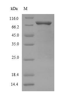Greater than 90% as determined by SDS-PAGE.Recombinant Human Mothers Against Decapentaplegic Homolog 2 (SMAD2) Protein (His-SUMO)