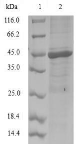 Greater than 90% as determined by SDS-PAGE.Recombinant Human Nedd8 (NEDD8) Protein (GST)