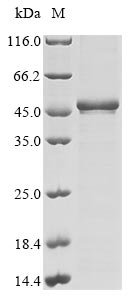Greater than 85% as determined by SDS-PAGE.Recombinant Human Programmed Cell Death Protein 2 (PDCD2) Protein (His)