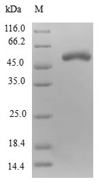Greater than 90% as determined by SDS-PAGE.Recombinant Human Nuclear Inhibitor Of Protein Phosphatase 1 (PPP1R8) Protein (GST)