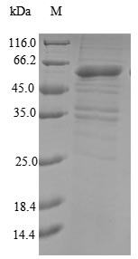 Greater than 90% as determined by SDS-PAGE.Recombinant Human Probable E3 Ubiquitin-Protein Ligase Makorin-3 (MKRN3) Protein (His&Myc)