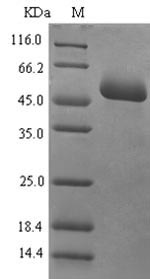 Greater than 90% as determined by SDS-PAGE.Recombinant Human Mucosal Addressin Cell Adhesion Molecule 1 (MADCAM1) Protein (His-SUMO)