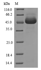Greater than 85% as determined by SDS-PAGE.Recombinant Human Receptor-Interacting Serine/Threonine-Protein Kinase 1 (RIPK1) Protein (His&Myc)