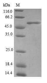 Greater than 90% as determined by SDS-PAGE.Recombinant Human Four And A Half Lim Domains Protein 3 (FHL3) Protein (GST)