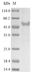 Greater than 85% as determined by SDS-PAGE.