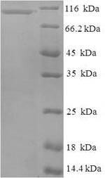 Greater than 90% as determined by SDS-PAGE.