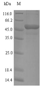 Greater than 90% as determined by SDS-PAGE.Recombinant Human Myosin-Binding Protein C, Fast-Type (MYBPC2) Protein (His)
