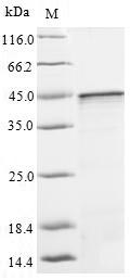 Greater than 85% as determined by SDS-PAGE.Recombinant Human Guanine Nucleotide-Binding Protein Subunit Alpha-13 (GNA13) Protein (His)