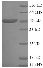 Greater than 90% as determined by SDS-PAGE.Recombinant Human Elav-Like Protein 3 (ELAVL3) Protein (His)