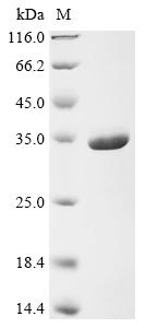 Greater than 90% as determined by SDS-PAGE.Recombinant Human Elav-Like Protein 1 (ELAVL1) Protein (Flag)