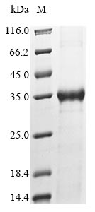 Greater than 85% as determined by SDS-PAGE.Recombinant Human Myosin Light Chain Kinase, Smooth Muscle (MYLK) Protein (His)