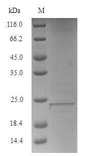 Greater than 90% as determined by SDS-PAGE.Recombinant Human Lymphocyte Antigen 6E (LY6E) Protein (His-SUMO)