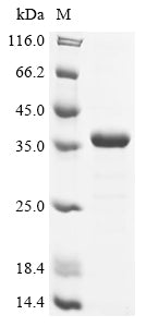 Greater than 85% as determined by SDS-PAGE.Recombinant Human Transcription Initiation Factor Tfiid Subunit 9 (TAF9) Protein (His)