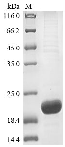 Greater than 85% as determined by SDS-PAGE.