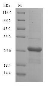 Greater than 90% as determined by SDS-PAGE.