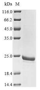 Greater than 85% as determined by SDS-PAGE.Recombinant Yersinia Pestis Bv. Antiqua Small Heat Shock Protein Ibpa (IBPA) Protein (His)
