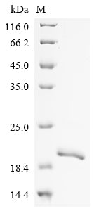 Greater than 90% as determined by SDS-PAGE.Recombinant Human Ankyrin-3 (ANK3) Protein (His)