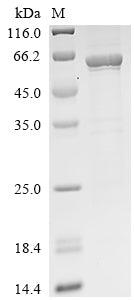 Greater than 90% as determined by SDS-PAGE.Recombinant Human Acetyl-Coa Carboxylase 1 (ACACA) Protein (His)