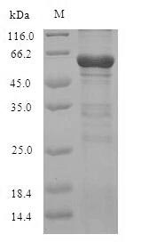 Greater than 90% as determined by SDS-PAGE.Recombinant Human Oxysterols Receptor Lxr-Alpha (NR1H3) Protein (His-SUMO)
