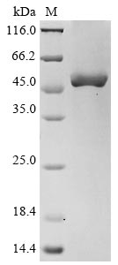 Greater than 90% as determined by SDS-PAGE.Recombinant Human Oxysterols Receptor Lxr-Alpha (NR1H3) Protein (His&Myc)