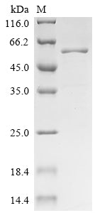 Greater than 85% as determined by SDS-PAGE.