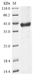 Greater than 85% as determined by SDS-PAGE.