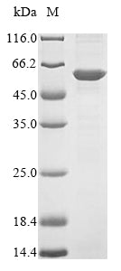 Greater than 85% as determined by SDS-PAGE.Recombinant Human Flotillin-2 (FLOT2) Protein (His&Myc)