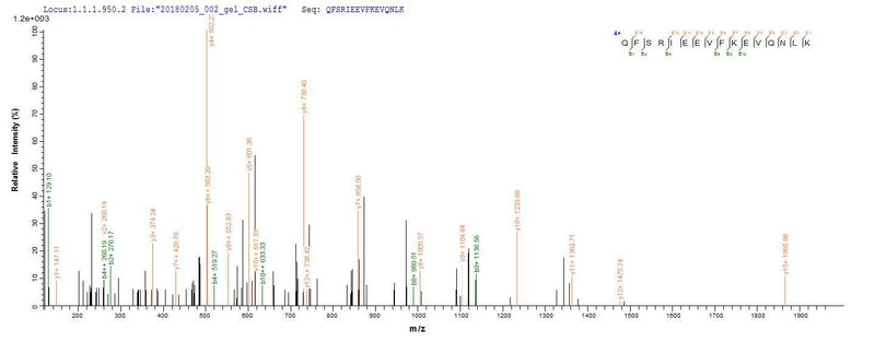 Based on the SEQUEST from database of E.coli host and target protein, the LC-MS/MS Analysis result of this product could indicate that this peptide derived from E.coli-expressed Homo sapiens (Human) FGL2.
