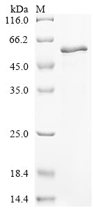 Greater than 90% as determined by SDS-PAGE.