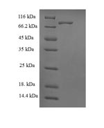 Greater than 90% as determined by SDS-PAGE.