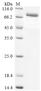 Greater than 85% as determined by SDS-PAGE.Recombinant Human Tnfaip3-Interacting Protein 1 (TNIP1) Protein (His&Myc)