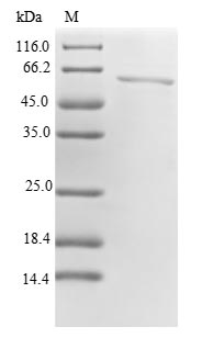 Greater than 90% as determined by SDS-PAGE.Recombinant Human Serine/Threonine-Protein Phosphatase 2A Activator (PTPA) Protein (His-SUMO&Myc)