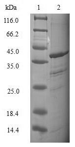 Greater than 90% as determined by SDS-PAGE.