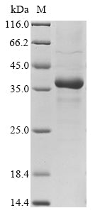 Greater than 85% as determined by SDS-PAGE.