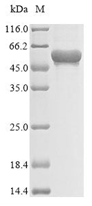 Greater than 85% as determined by SDS-PAGE.