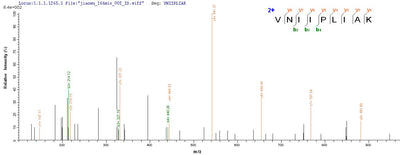 Based on the SEQUEST from database of E.coli host and target protein, the LC-MS/MS Analysis result of this product could indicate that this peptide derived from E.coli-expressed Homo sapiens (Human) SEPT7.Recombinant Human Septin-7 (SEPT7) Protein (His-SUMO)