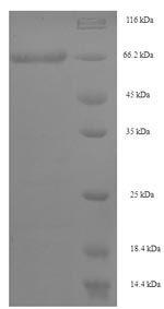 Greater than 90% as determined by SDS-PAGE.Recombinant Human Septin-7 (SEPT7) Protein (His-SUMO)
