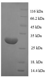 Greater than 90% as determined by SDS-PAGE.