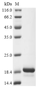 Greater than 90% as determined by SDS-PAGE.